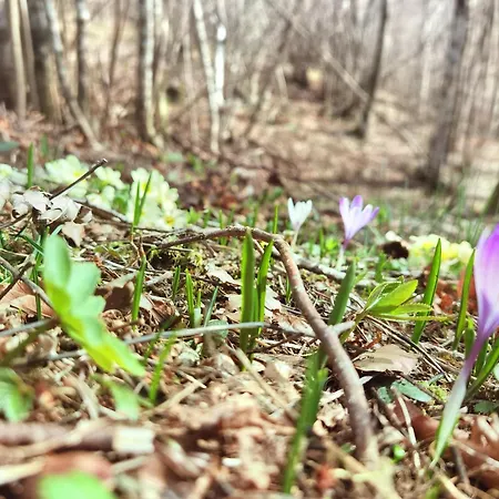 Kuca Za Odmor La Vi Mrkopalj