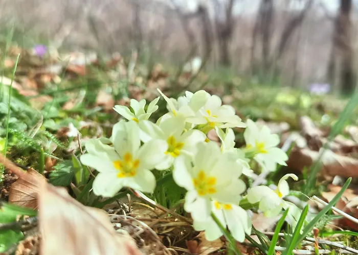 Kuca Za Odmor La Vi Villa