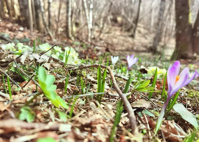 Kuca Za Odmor La Vi Mrkopalj