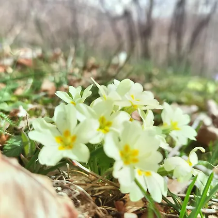 Kuca Za Odmor La Vi Villa